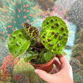 Begonia ferox - Fierce Plant - Sprouts of Bristol