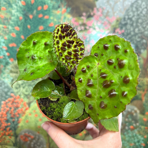 Begonia ferox - Fierce Plant - Sprouts of Bristol