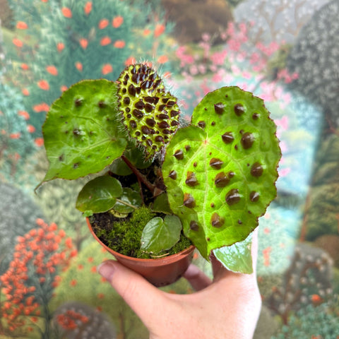 Begonia ferox - Fierce Plant - Sprouts of Bristol