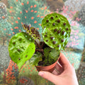 Begonia ferox - Fierce Plant - Sprouts of Bristol
