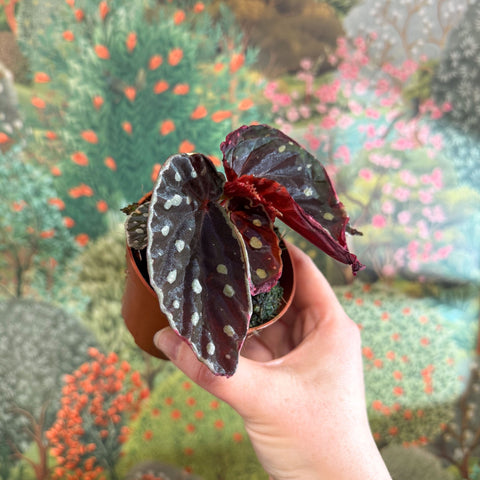 Begonia 'Firefly' - Sprouts of Bristol