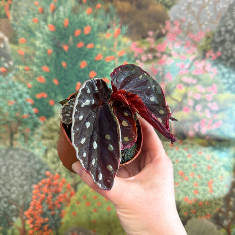 Begonia 'Firefly' - Sprouts of Bristol