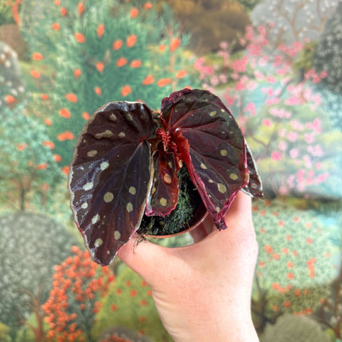 Begonia 'Firefly' - Sprouts of Bristol