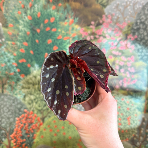 Begonia 'Firefly' - Sprouts of Bristol