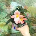 Begonia ‘Florencio Pink’ - Sprouts of Bristol