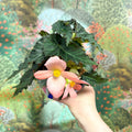 Begonia ‘Florencio Pink’ - Sprouts of Bristol