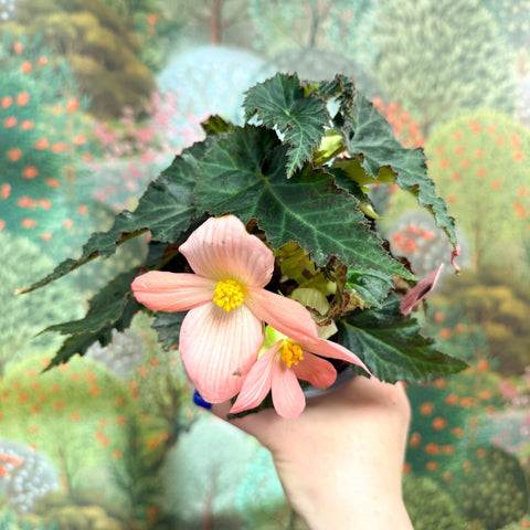 Begonia ‘Florencio Pink’ - Sprouts of Bristol