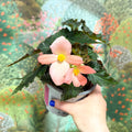 Begonia ‘Florencio Pink’ - Sprouts of Bristol