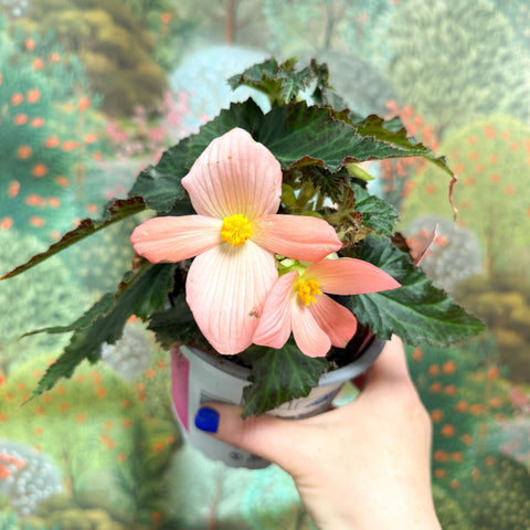 Begonia ‘Florencio Pink’ - Sprouts of Bristol