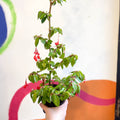 Begonia fuchsioides - Welsh Grown - Sprouts of Bristol