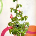 Begonia fuchsioides - Welsh Grown - Sprouts of Bristol