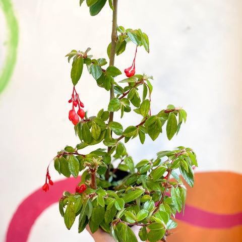 Begonia fuchsioides - Welsh Grown - Sprouts of Bristol