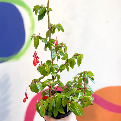 Begonia fuchsioides - Welsh Grown - Sprouts of Bristol