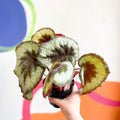 Begonia griffithii - Welsh Grown - Sprouts of Bristol