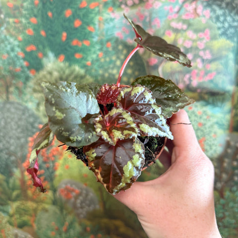 Begonia ignita - Sprouts of Bristol