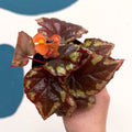 Begonia ignita - Sprouts of Bristol