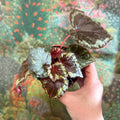 Begonia ignita - Sprouts of Bristol