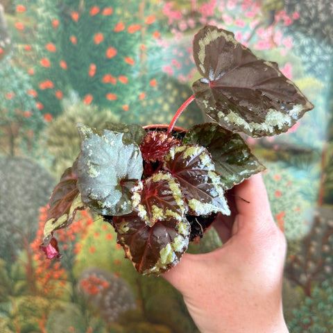 Begonia ignita - Sprouts of Bristol