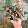 Begonia ignita - Sprouts of Bristol