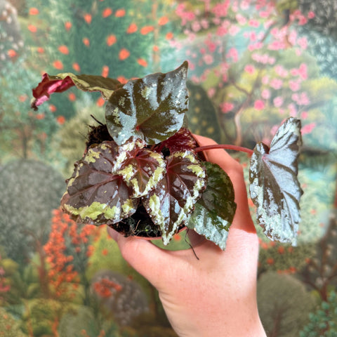 Begonia ignita - Sprouts of Bristol