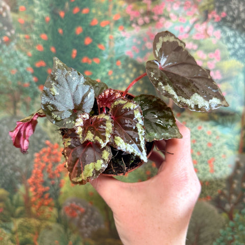 Begonia ignita - Sprouts of Bristol