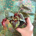 Begonia ignita - Sprouts of Bristol