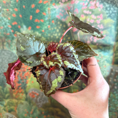 Begonia ignita - Sprouts of Bristol