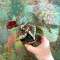 Begonia ignita - Sprouts of Bristol