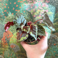 Begonia ignita - Sprouts of Bristol