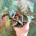 Begonia ignita - Sprouts of Bristol