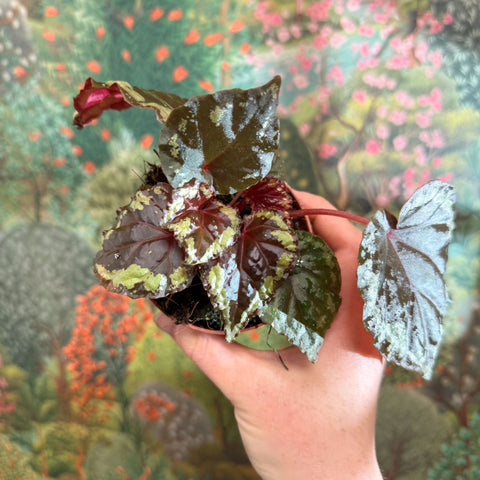 Begonia ignita - Sprouts of Bristol