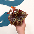 Begonia ignita - Sprouts of Bristol