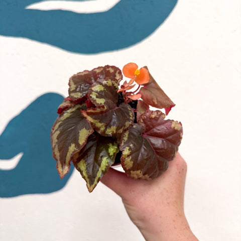 Begonia ignita - Sprouts of Bristol