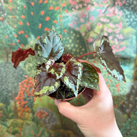 Begonia ignita - Sprouts of Bristol