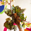 Begonia imperialis x 'Bokit' - Welsh Grown - Sprouts of Bristol