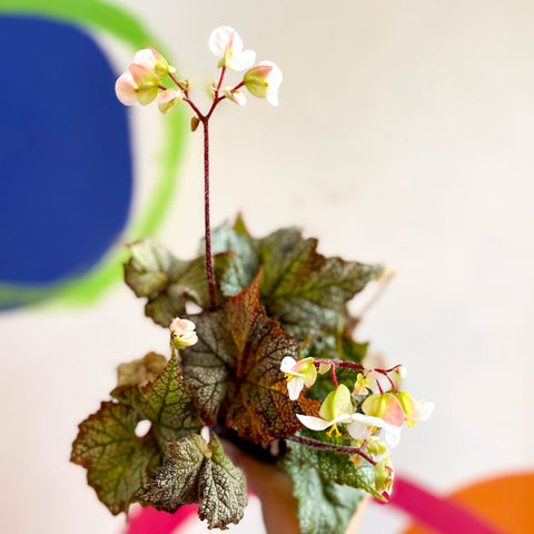 Begonia imperialis x 'Bokit' - Welsh Grown - Sprouts of Bristol