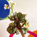 Begonia imperialis x 'Bokit' - Welsh Grown - Sprouts of Bristol