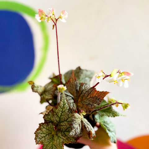 Begonia imperialis x 'Bokit' - Welsh Grown - Sprouts of Bristol