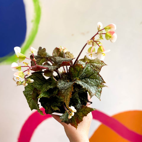 Begonia imperialis x 'Bokit' - Welsh Grown - Sprouts of Bristol