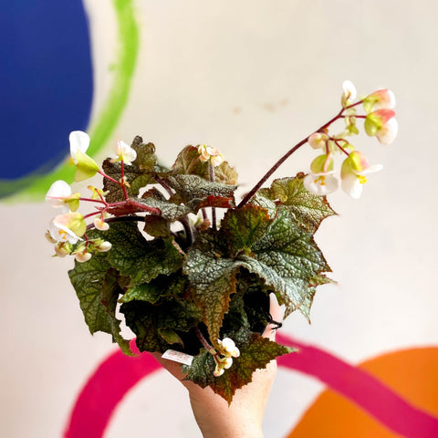 Begonia imperialis x 'Bokit' - Welsh Grown - Sprouts of Bristol