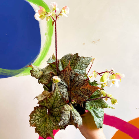 Begonia imperialis x 'Bokit' - Welsh Grown - Sprouts of Bristol