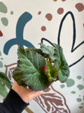 Begonia 'Limitless ' - British Grown (Mixed Colours) - Sprouts of Bristol