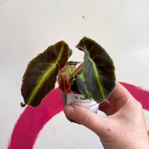 Begonia listada - Welsh Grown - Sprouts of Bristol