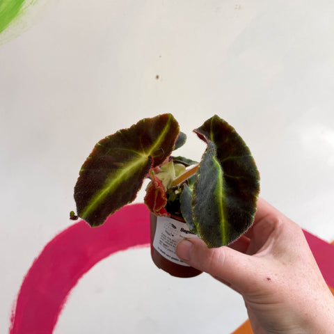 Begonia listada - Welsh Grown - Sprouts of Bristol