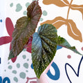 Begonia 'Lucerna' - Welsh Grown - Sprouts of Bristol