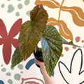 Begonia 'Lucerna' - Welsh Grown - Sprouts of Bristol