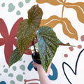 Begonia 'Lucerna' - Welsh Grown - Sprouts of Bristol