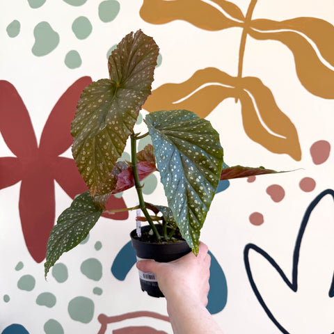 Begonia 'Lucerna' - Welsh Grown - Sprouts of Bristol