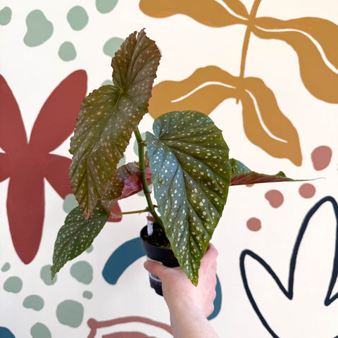 Begonia 'Lucerna' - Welsh Grown - Sprouts of Bristol