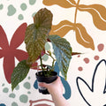 Begonia 'Lucerna' - Welsh Grown - Sprouts of Bristol